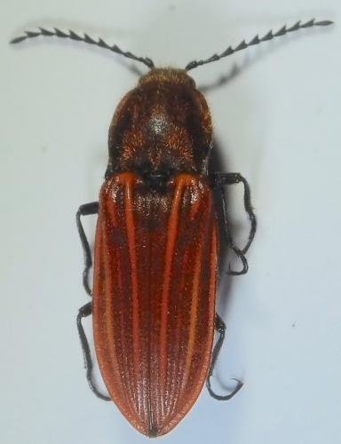 Réf. 205 178 : Anostirus purpureus